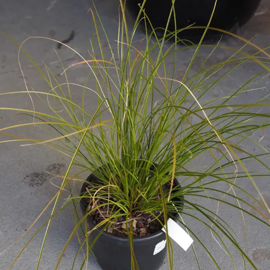 potted carex bronze