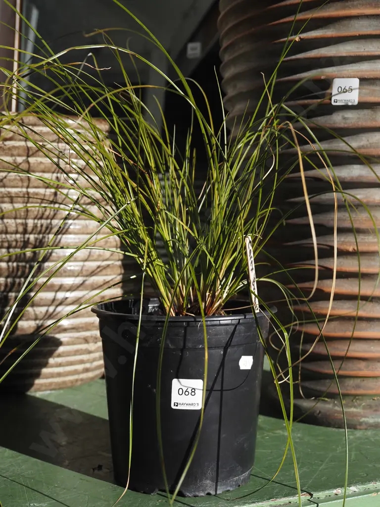 potted carex bronze Image 1++