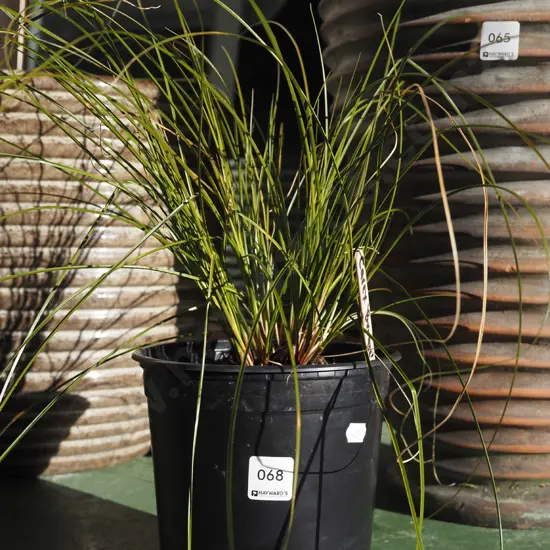 potted carex bronze