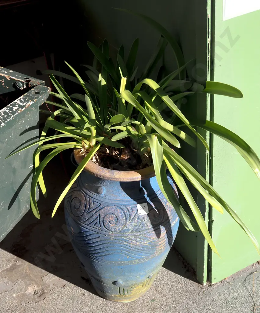 agapanthus in blue painted terracotta planter Planter H-480 Image 1++