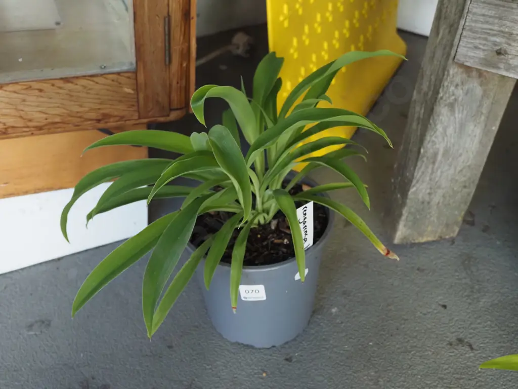 potted reinga reinga Image 1++