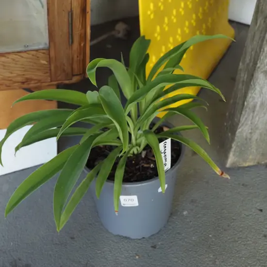 potted reinga reinga