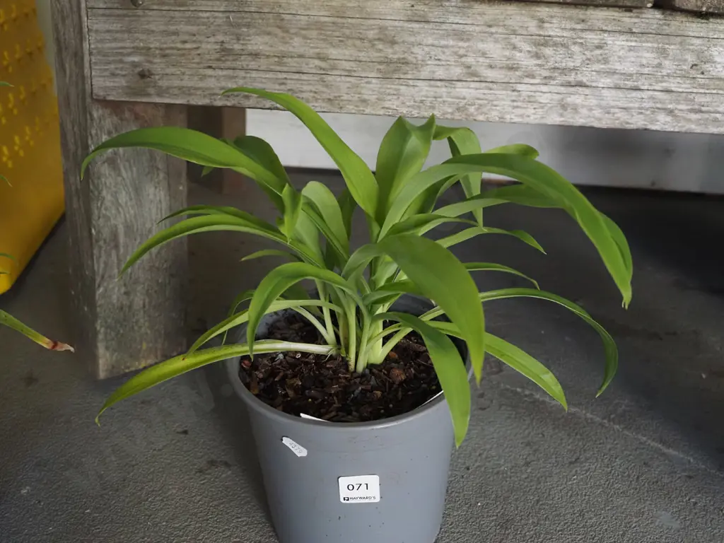 potted reinga reinga Image 1++
