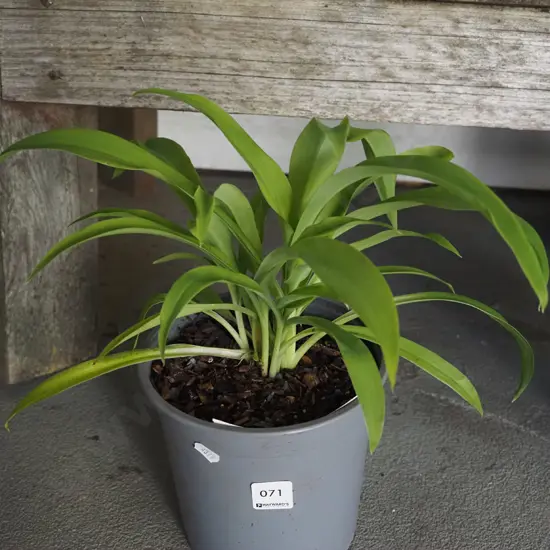 potted reinga reinga