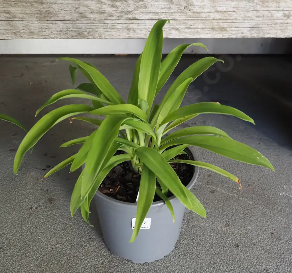 potted reinga reinga Image 1++