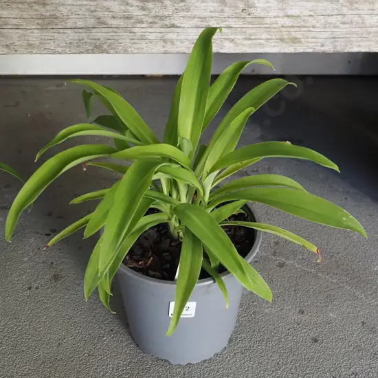 potted reinga reinga