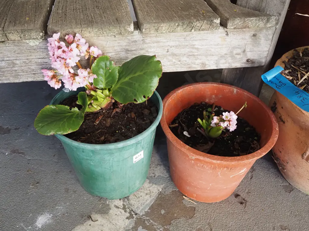2x potted bergenia Image 1++
