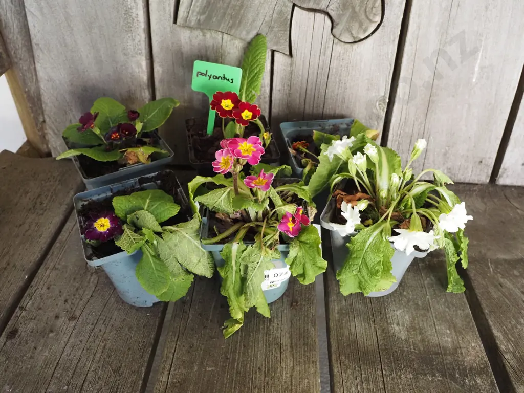 6x potted polyanthus Image 1++