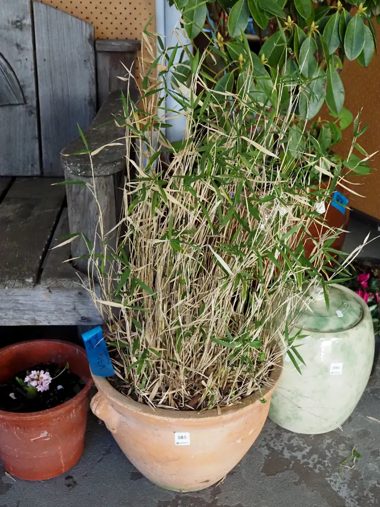 dwarf bamboo in terracotta planter Planter H-260 Image 1++