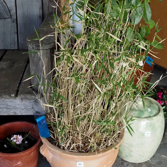 dwarf bamboo in terracotta planter Planter H-260