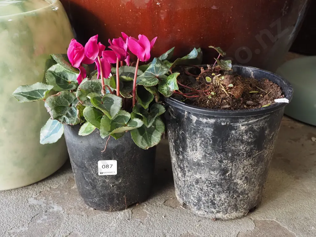 2x potted cyclamen Image 1++