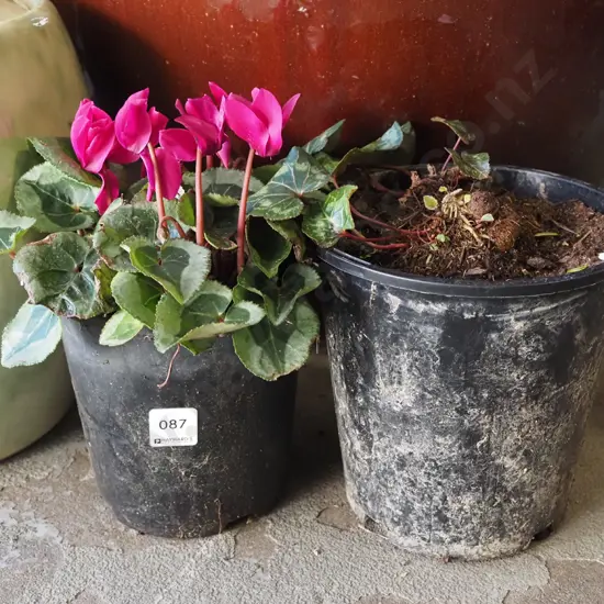 2x potted cyclamen