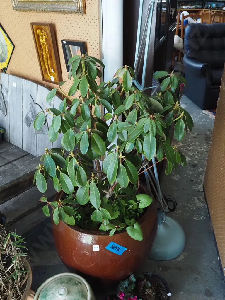 rhododendron in brown planter Planter H-480 Image 1++