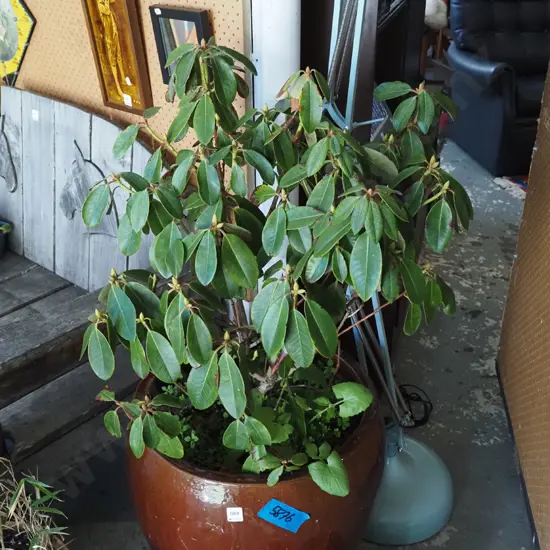 rhododendron in brown planter Planter H-480