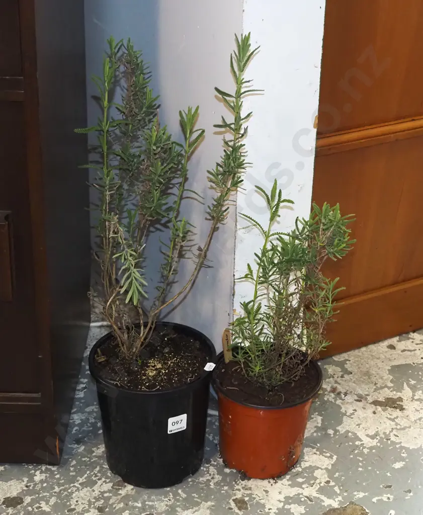 2x potted lavender Image 1++