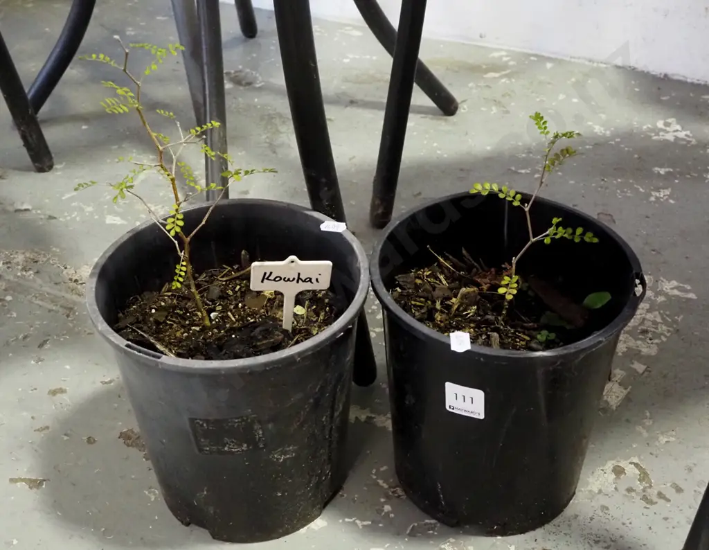 2x potted kowhai Image 1++