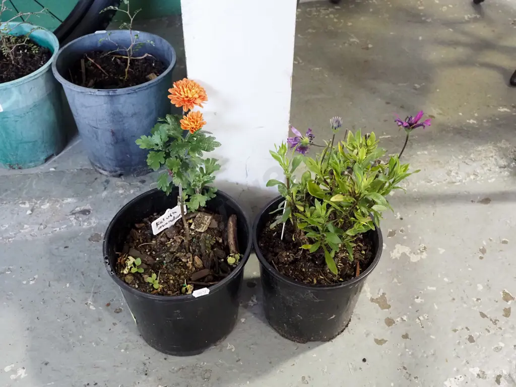2x potted daisies Image 1++