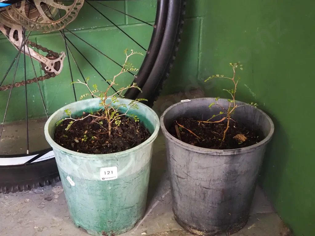 2x potted kowhai Image 1++