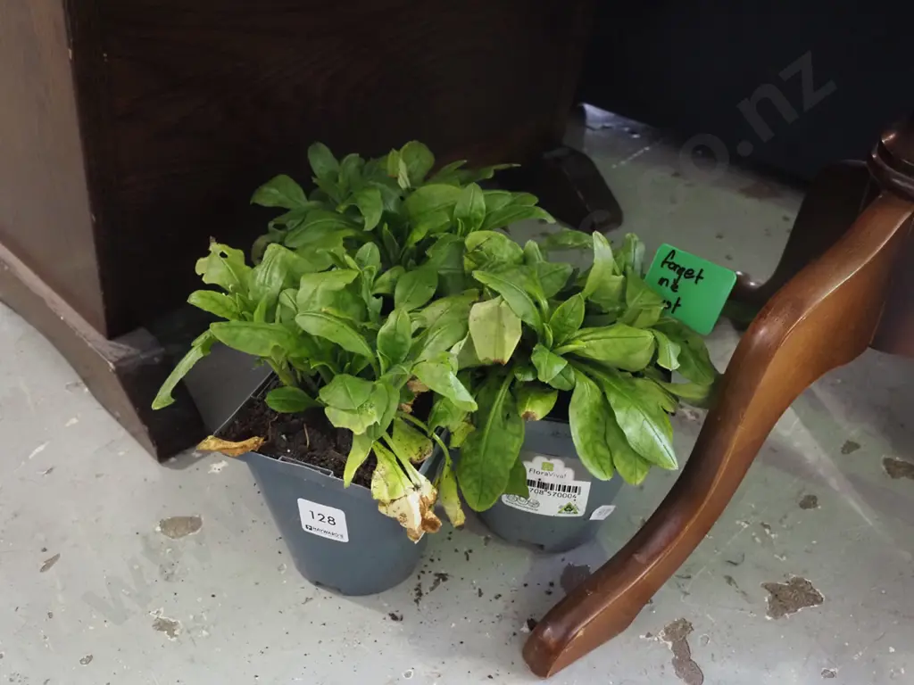 3x potted forget me nots Image 1++