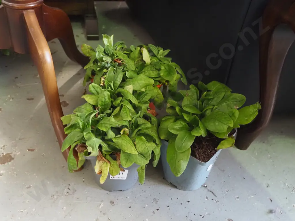 3x potted forget me nots Image 1++