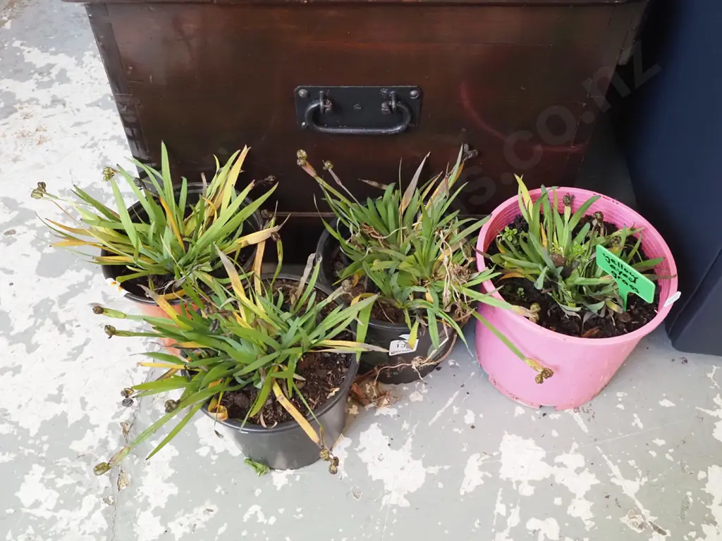 4x potted yellow eyed grasses Image 1++