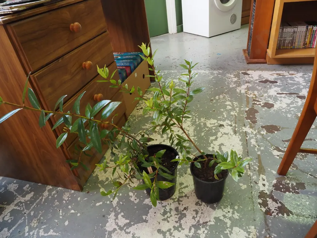 2x potted pohutukawa Image 1++
