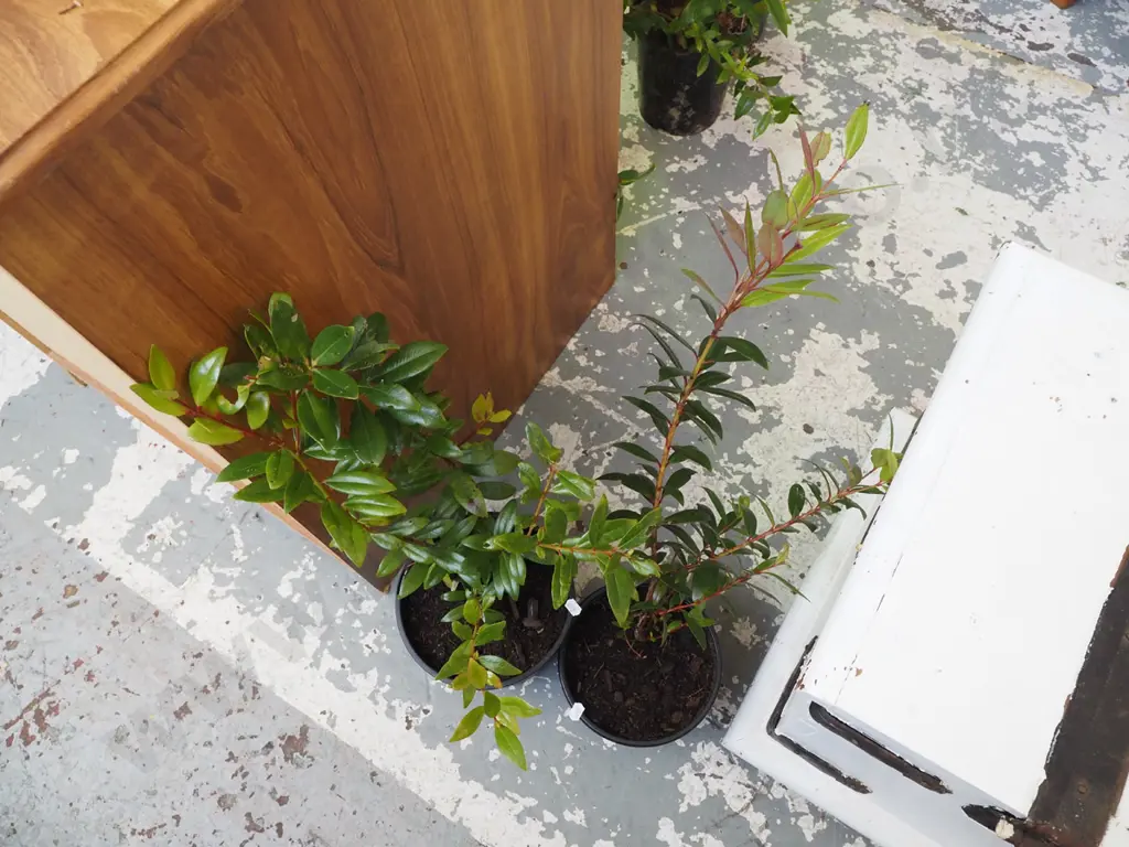 2x potted pohutukawa Image 1++