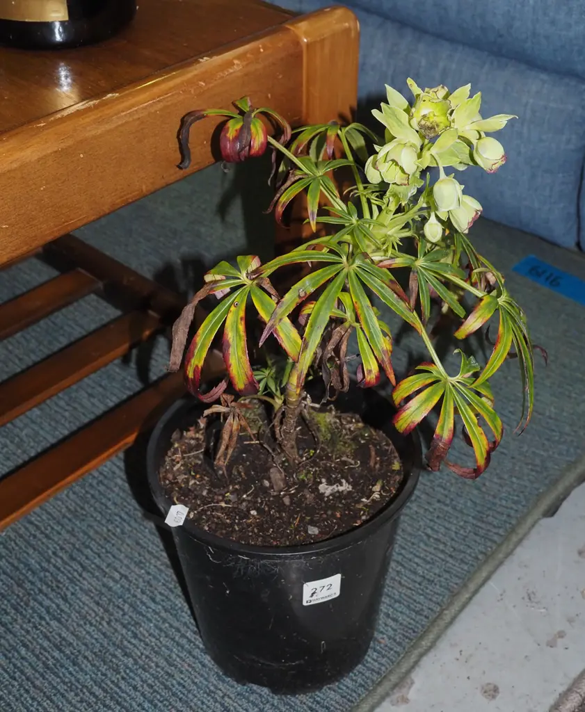 potted hellebore Image 1++