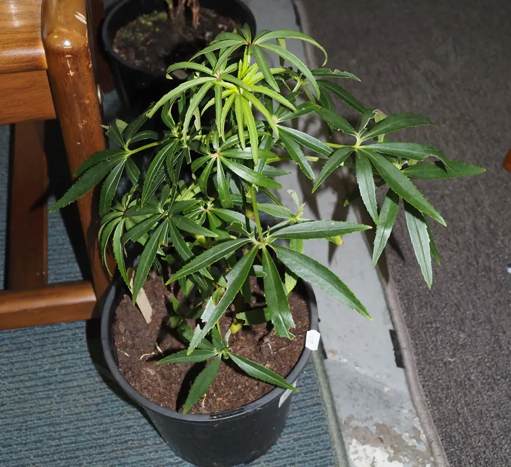 potted hellebore Image 1++