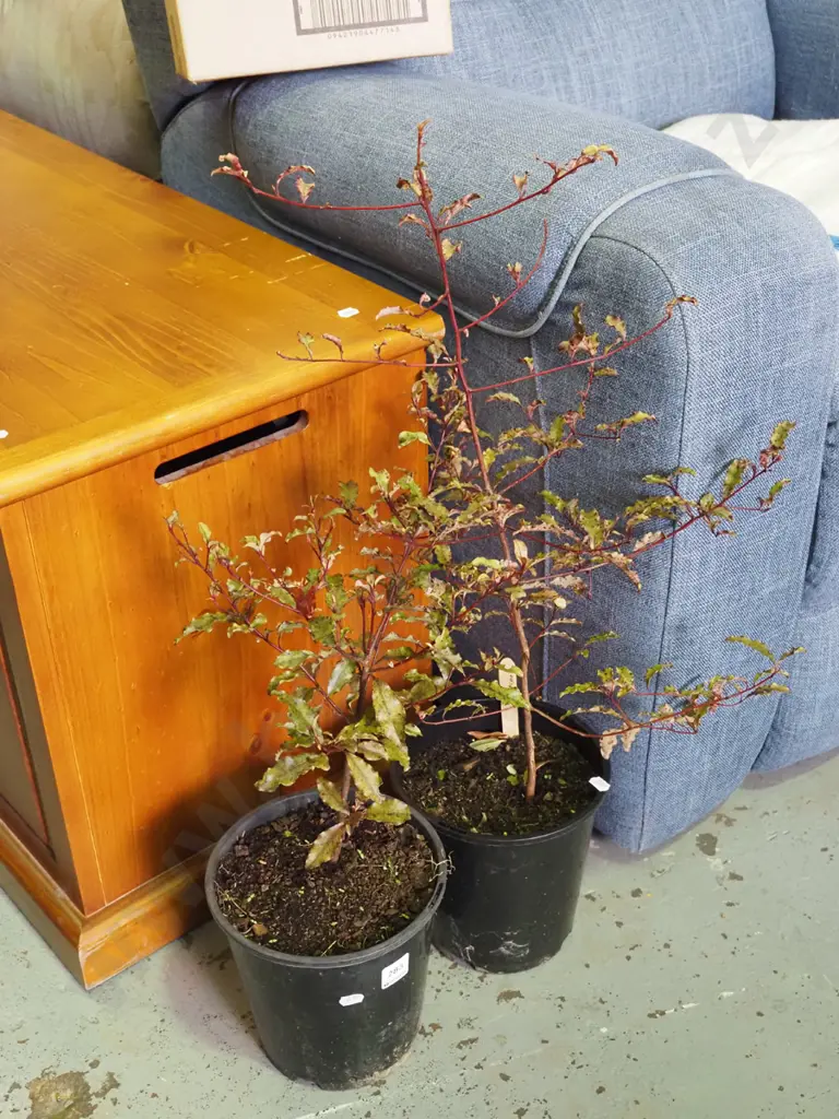 2x potted red matipo Image 1++