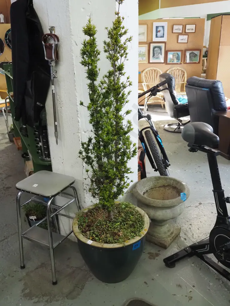 yew tree in green glazed planter H-1600 Image 1++