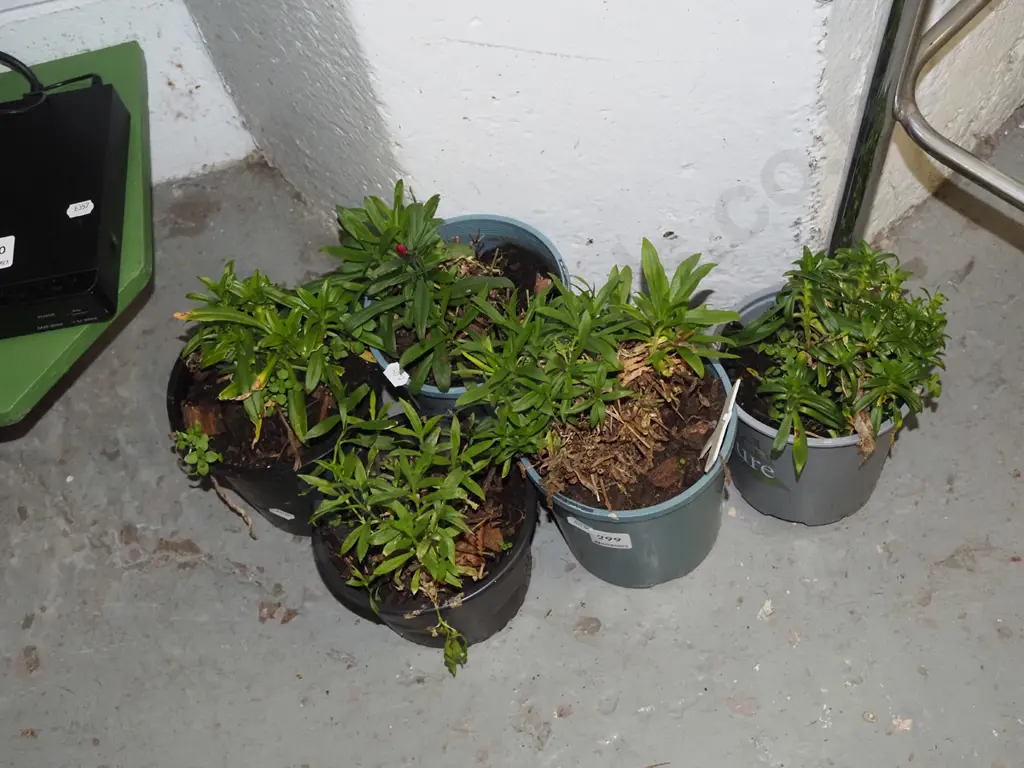 5x potted dianthus Image 1++