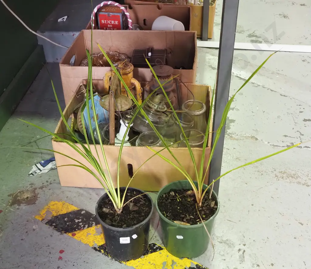 2 potted cabbage trees Image 1++