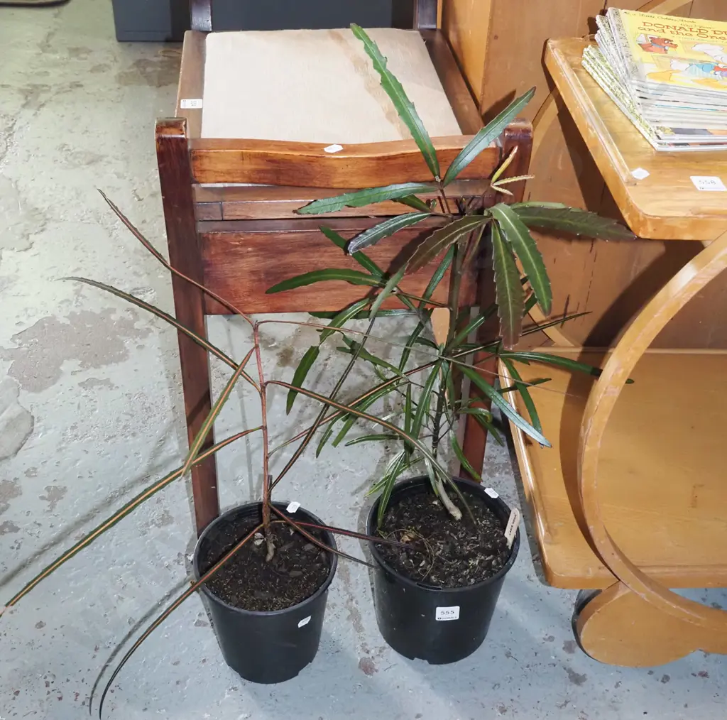2x potted lancewoods Image 1++