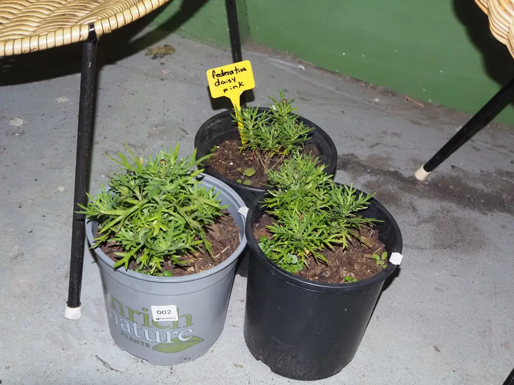 3x potted pink daisies Image 1++