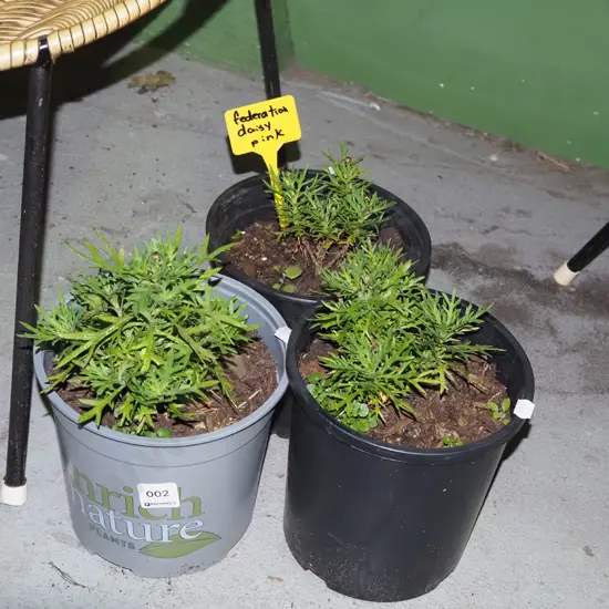 3x potted pink daisies