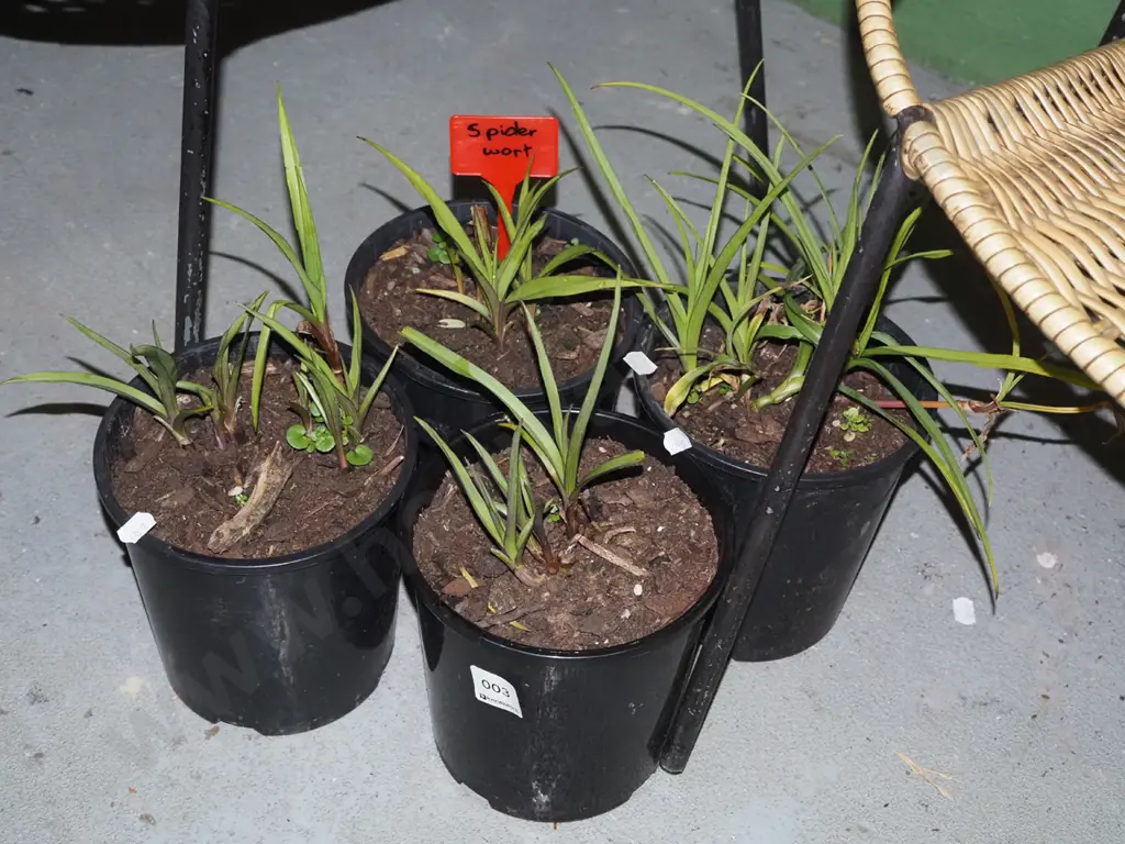 4x potted spider worts Image 1++