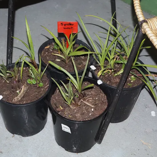 4x potted spider worts