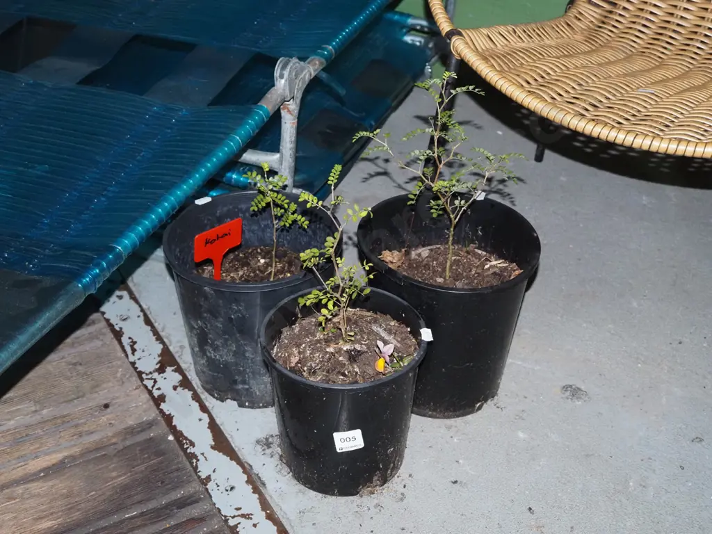 3x potted kowhai Image 1++