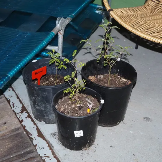 3x potted kowhai
