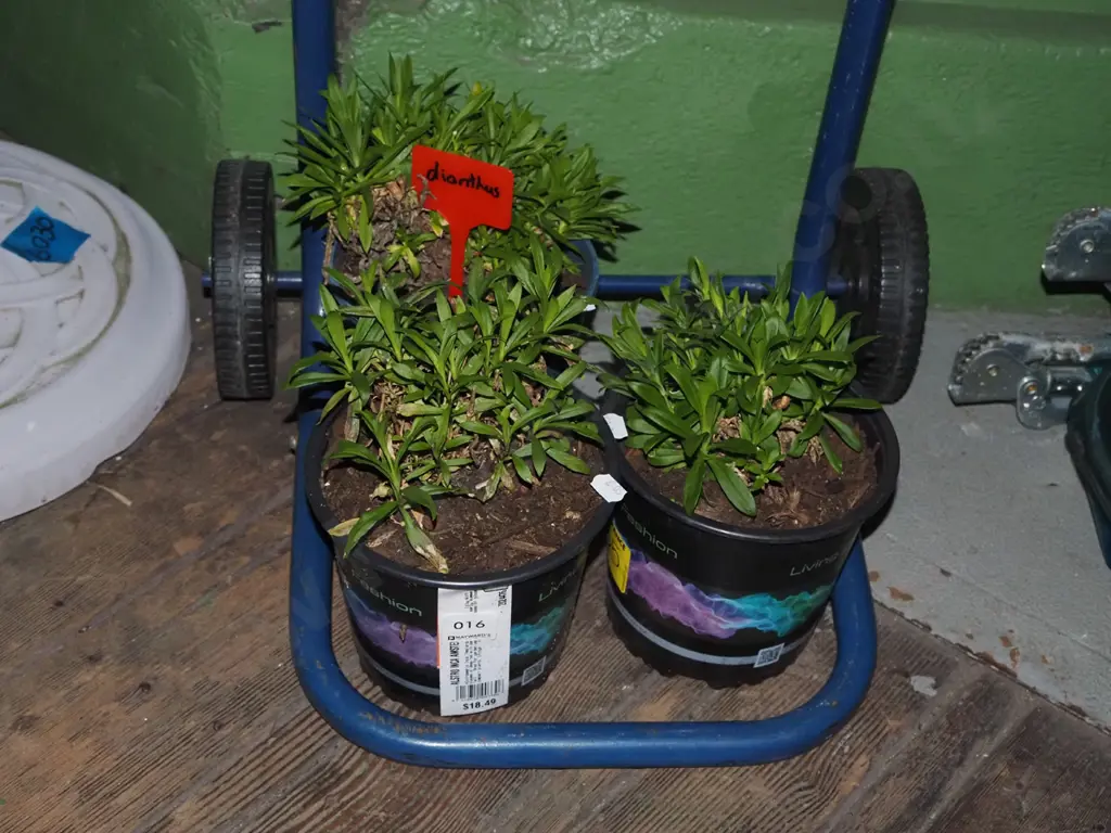 3x potted dianthus Image 1++