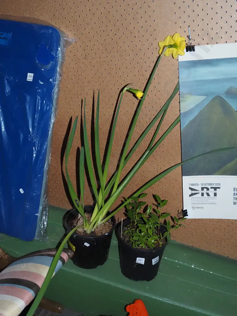 potted daffodil, potted pohutukawa Image 1++
