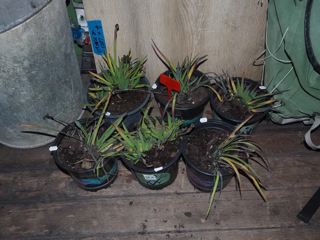 6x potted yellow eyed grasses Image 1++