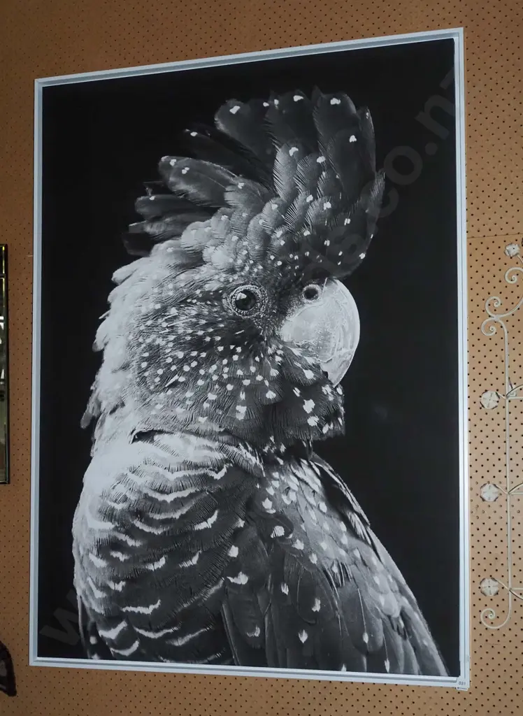large print on boxed canvas - cockatoo H-1440 W-1050 Image 1++