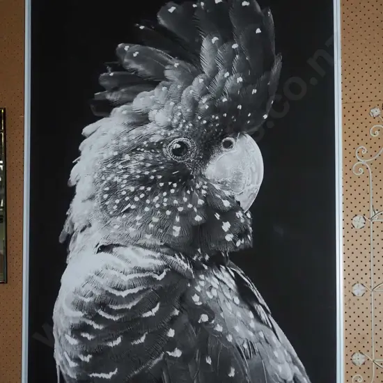 large print on boxed canvas - cockatoo H-1440 W-1050