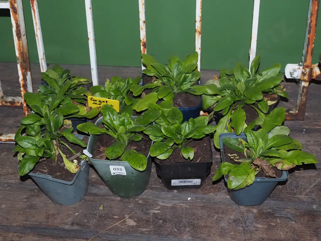 8x potted forget me nots Image 1++