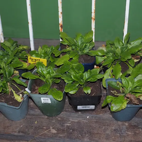 8x potted forget me nots