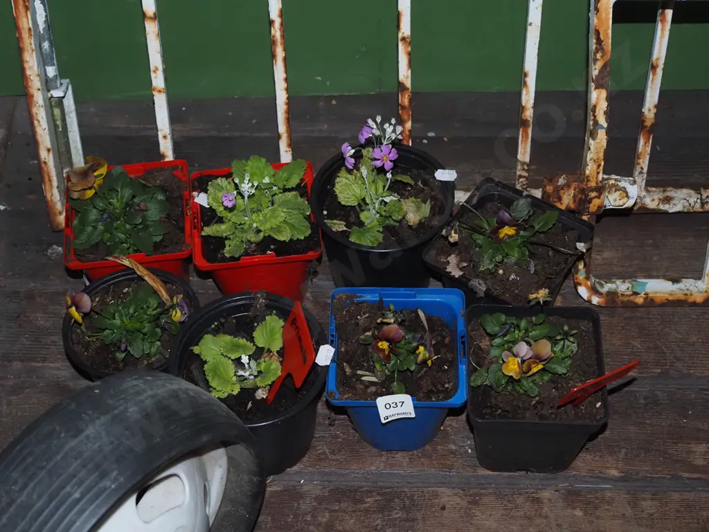 8x potted primulas and pansies Image 1++