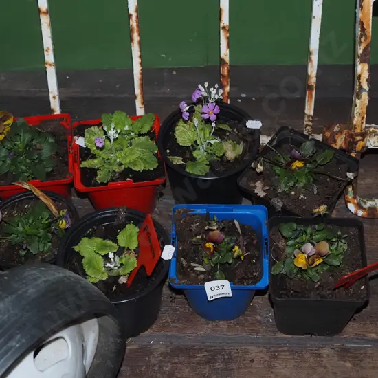 8x potted primulas and pansies