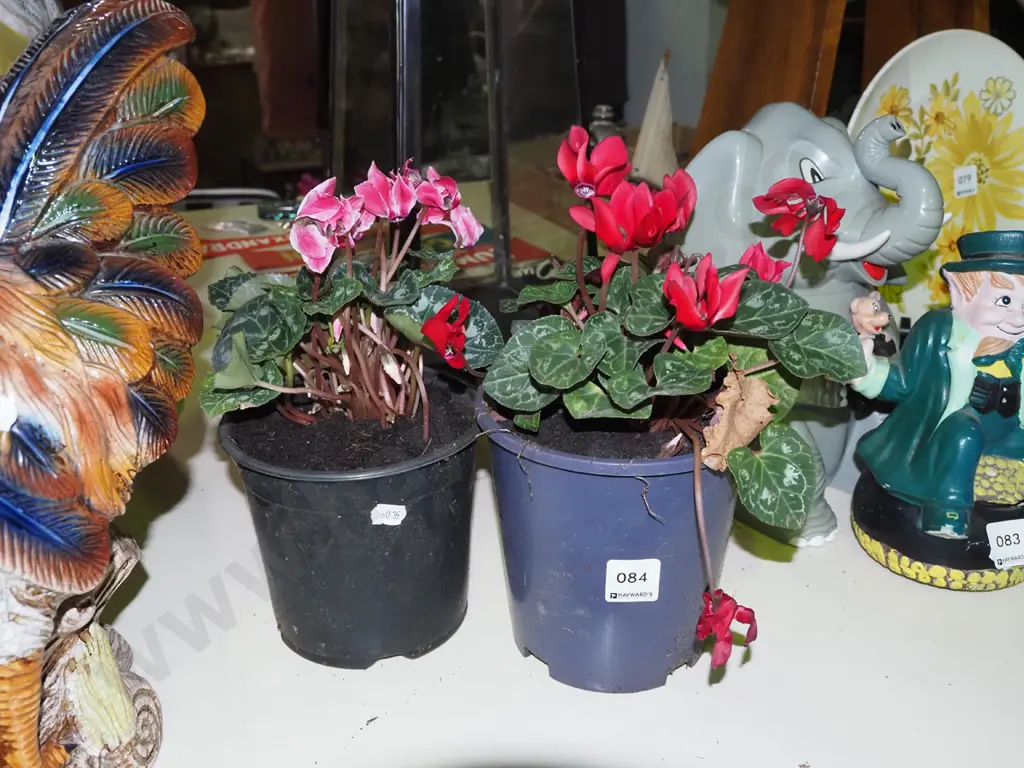 2x potted cyclamen Image 1++